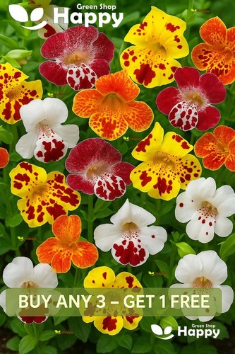 Tiger monkey flower - dwarf, mix