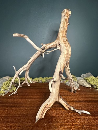 Large manzanita - large,