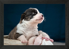 Welsh Corgi Cardigan Framed