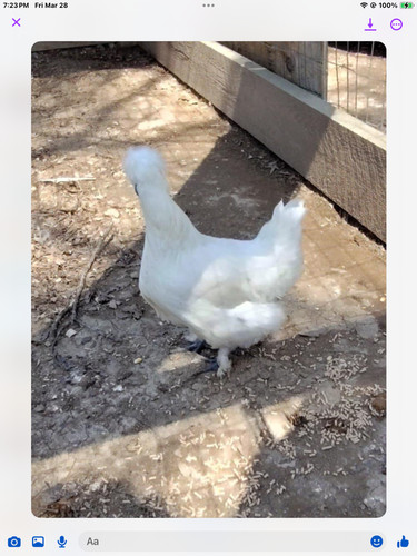 Sale 6 fertile - ,