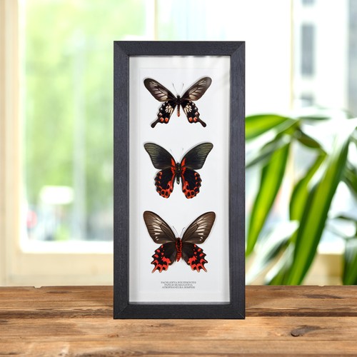 Triple red black - triple, framed