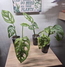 Monstera Adansonii 'Swiss