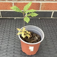 Oak Tree Sapling In Pot