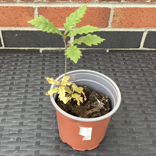 Oak tree sapling pot - in,