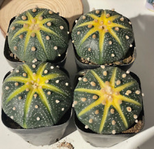 1 pc, 4cm-5.5cm Astrophytum asterias - Unique Succulent - Bare Root Shipping