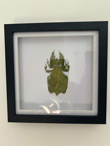 Java leaf insect