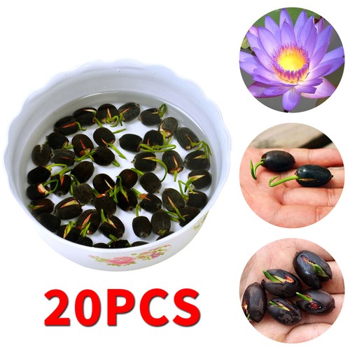 New lotus flower seeds nelumbo - lotus,