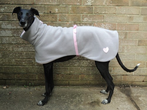 Greyhound lurcher whippet - greyhound, /