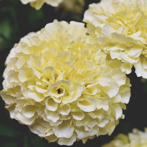 White marigold african - 6x,