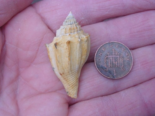 Rare large bartonian - rare, eocene