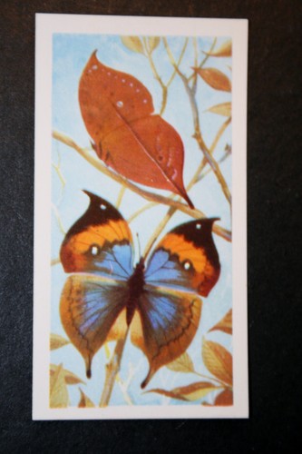 Asian leaf butterfly orange - ,