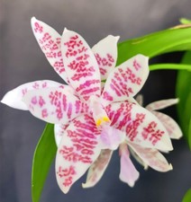 FRAGRANT Phalaenopsis hieroglyphica flava x glory,  unique orchid hybrid