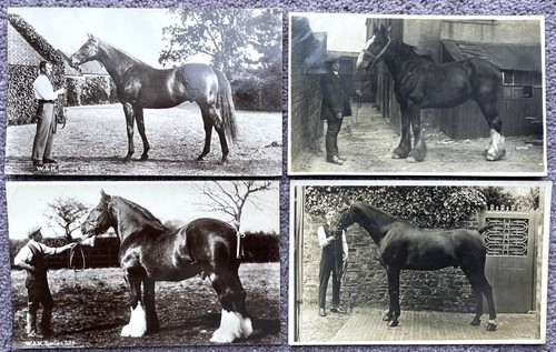 Real photo horse - real,