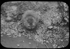 Glass Magic Lantern Slide THE