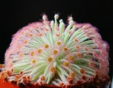 DROSERA DERBYENSIS - 10 CARNIVOROUS PLANT SEEDS
