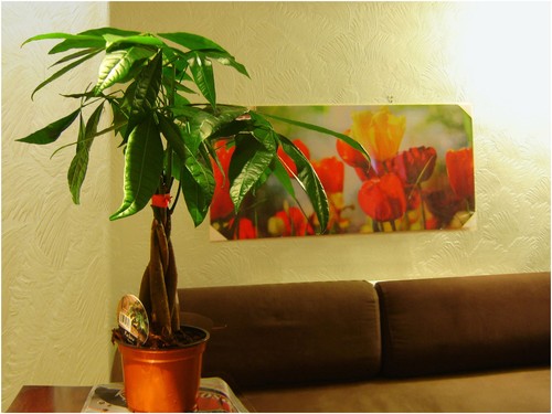Crassula money plant - crassula, /