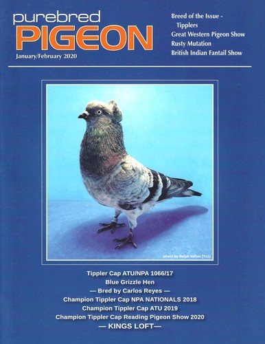 Magazine purebred pigeon - purebred,
