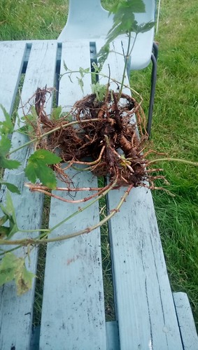 Hop plants good roots - hop,