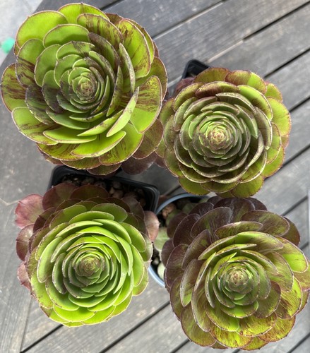 Aeonium halloween big - big, bang