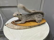 Squirrel On Log Wall Eating A Nut Hanging Taxidermy 13 X 38 Cm