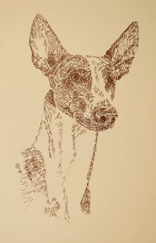 Ibizan hound rainbow bridge - ibizan,