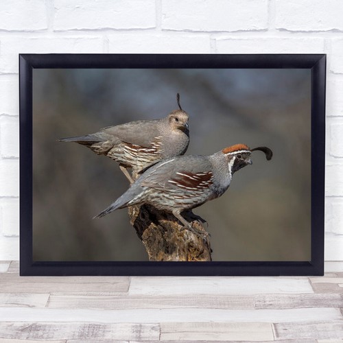 Wildlife wild nature birds - wildlife,