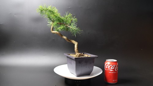 Larch bonsai tree pre penjing - tree,