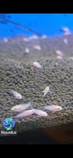 Albino Pygmy Cory - Corydoras