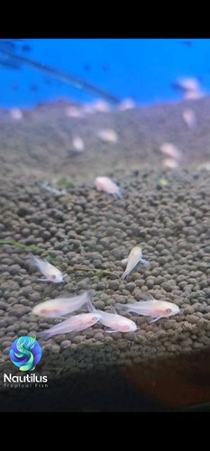 Albino pygmy cory - albino, corydoras