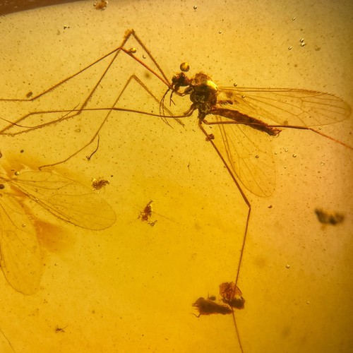 Midge gnat burmese - burmese, /
