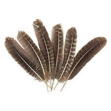 Turkey Feather, Natural, 10-12 inch, Pack of 6