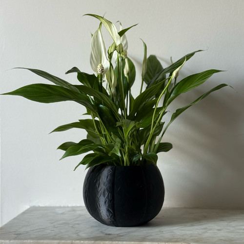 Self watering plant - self,
