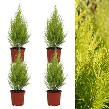 Cupressus Wilma Goldcrest 4 x
