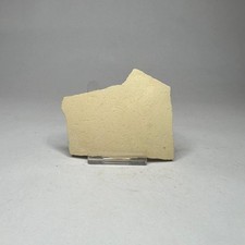 Large Real Fossil Egg Shell