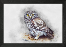 Little Owl Watercolor Framed