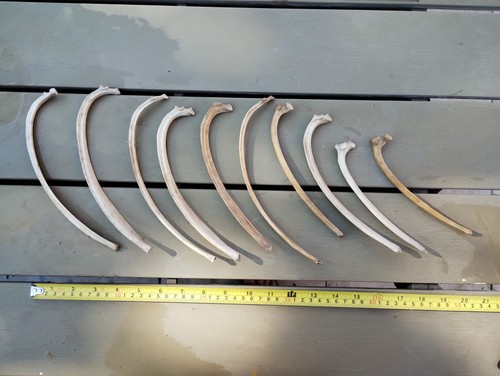 Fallow deer bones - deer,
