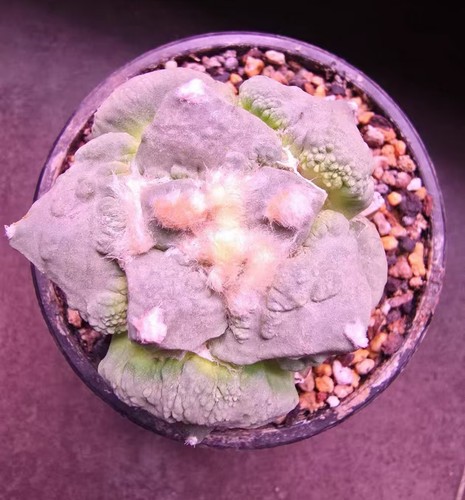 6cm live house plant - live,