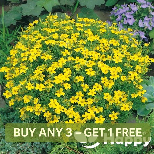 Signed marigold lemon - signed,