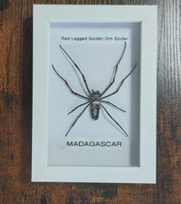 Taxidermy Real Framed Insects