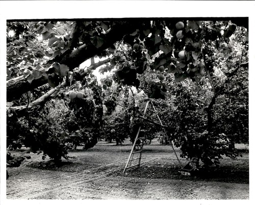 Ld405 original photo apricot - original,