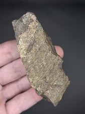 Apatosaurus dinosaur tibia - apatosaurus,