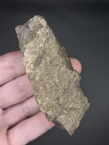 Apatosaurus dinosaur tibia - dinosaur,