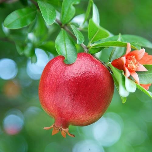 Pomegranate plant years old - pomegranate,