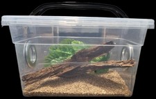 Invertebrate, Reptile, Stick