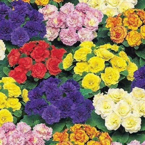 Primrose primula double - primrose,