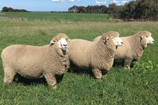 Corriedale Slivers of Washed