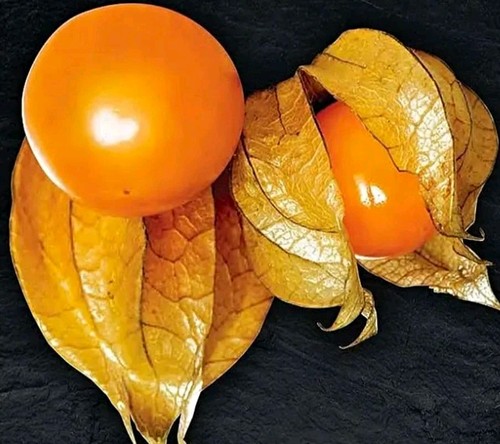 Cape gooseberry physalis - cape,