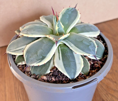 Agave parryi cream spike - parryi,