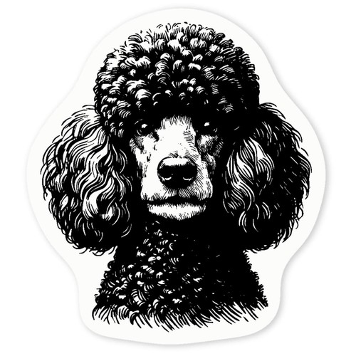 French poodle portrait clear - 'french,
