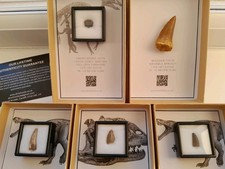 Boxed Mosasaur And 4 Dinosaur